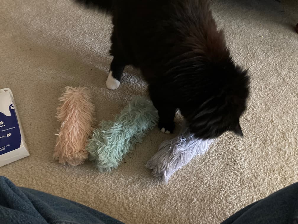 Abigale the cat checking out the catnip pillows